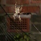 to kill all the spiders?