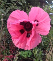 Tell me what is flowering in your garden today.