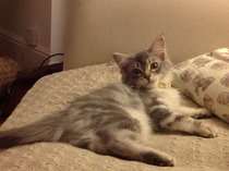 A cat/kitten picture sharing thread.