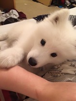 Advice on keeping a puppy entertained.