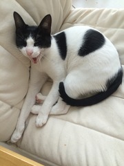 A cat/kitten picture sharing thread.