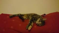 Oh bugger. We're (hopefully) getting another cat.