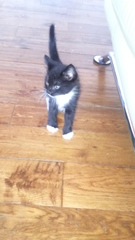 Help us name our new kitten (photos)