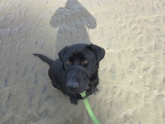 4 months in with Scout the rescue lab. Photos, update and questions.