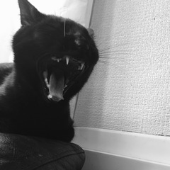A cat/kitten picture sharing thread.