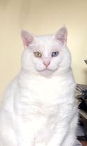 Fell in love with a rescue cat at the weekend and guess what?