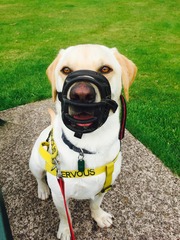 Could someone please tell me about BAT training, bearing in mind I am a complete numpty at the end of my tether?