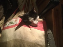 safe place for kitten to sleep!