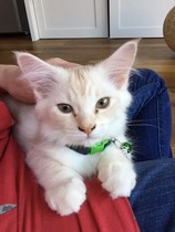 A cat/kitten picture sharing thread.