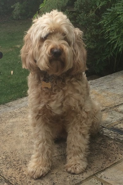 what breed would you recommend for first time dog owners?