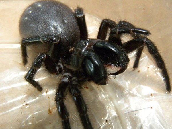 Australians should stop milking spiders