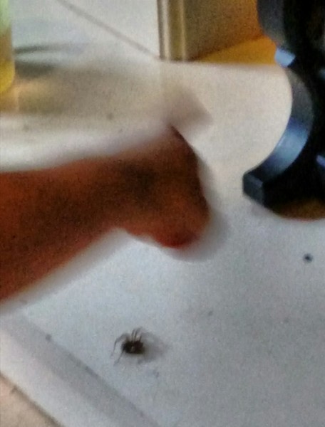 WTF WAS THAT THING? With Bess Tiger