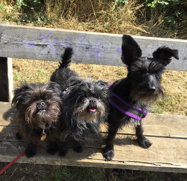 be honest - pros and cons of your dog's breed?