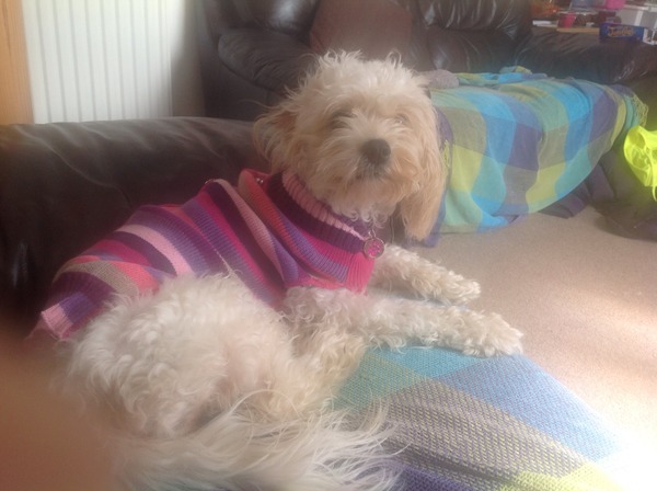 To think that a labracockapoodle is a mongrel