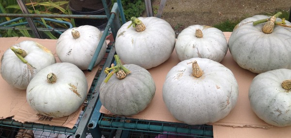 Allotment /Veg patch  thread 4 "Lettuce and Peppers and Pears OH MY!"
