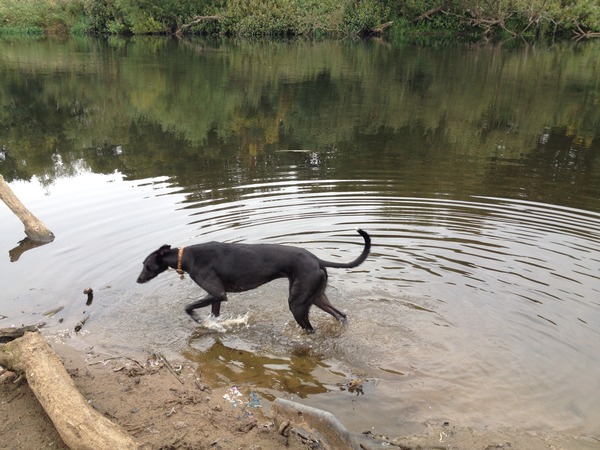 Retired Greyhound - Help day 2 and I'm a blubbering mess