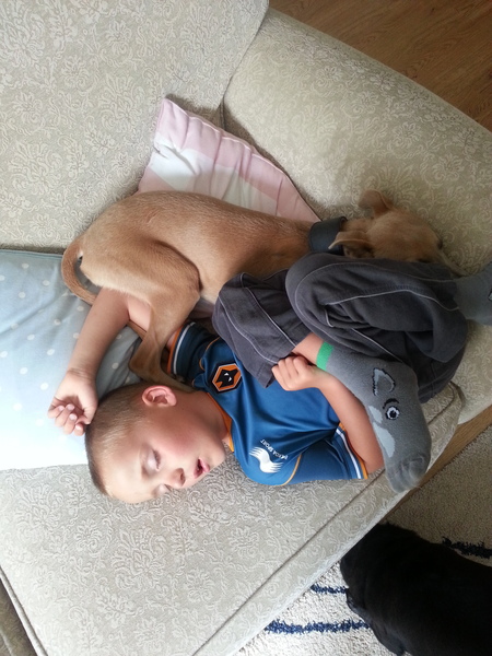 DH says Whippets are shaky and neurotic, is he right?