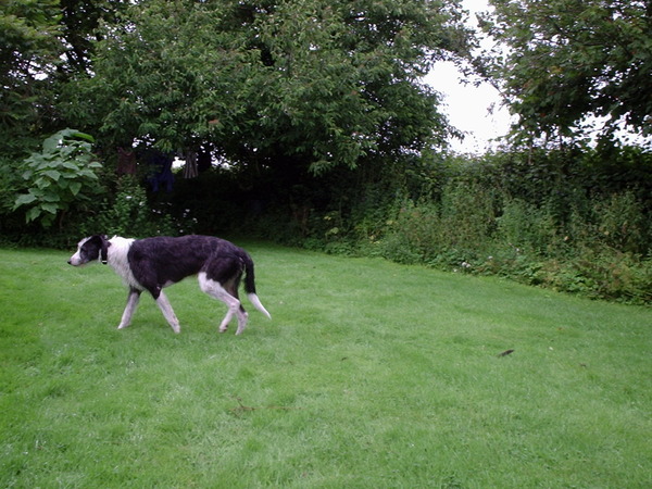 Going to see a rescue greyhound tomorrow - what do i need to know?