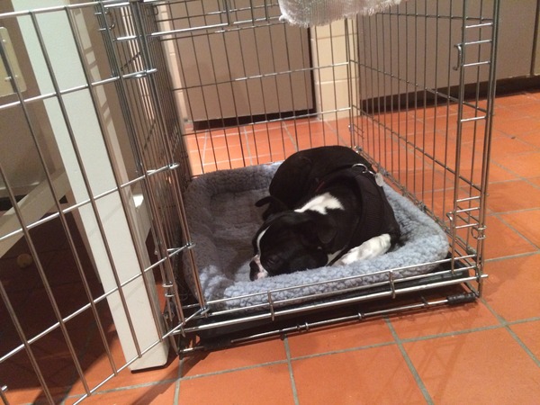 How many hours is your dog in a crate at night?