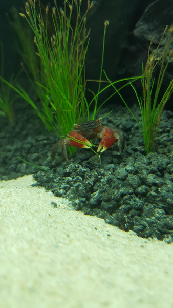 450L Tropical Tank