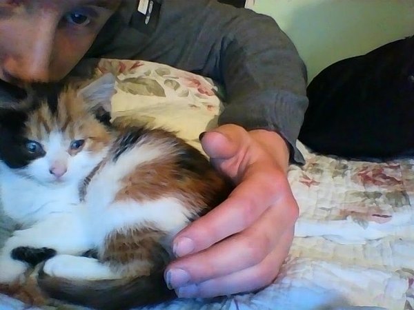 Kitten