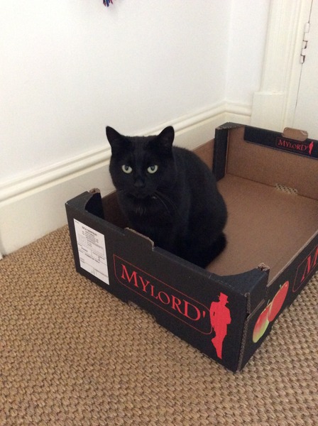 We're Still Gathered Round the Sacred Womble Conker for a Legendary BFP. Bring your Fur Babies, and Pray for Merely a Hint of Menses, it's Just Shagging (with science, sometimes) 55!