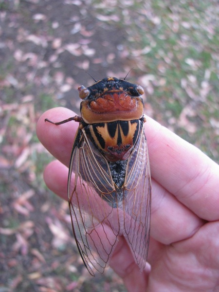 WTF WAS THAT THING? With Bess Tiger