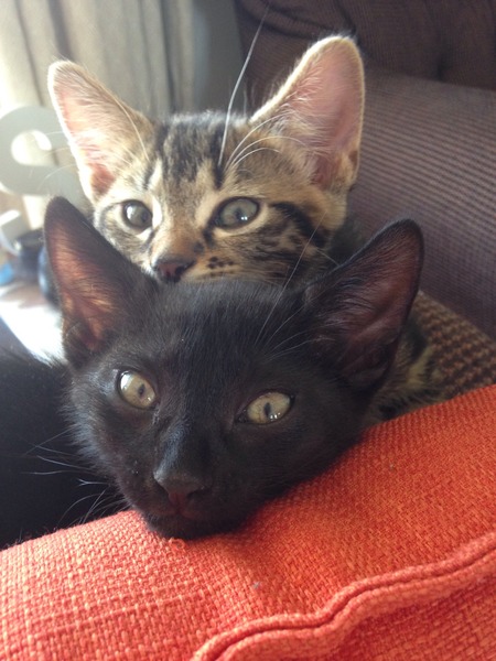 Two orphaned kittens...help!