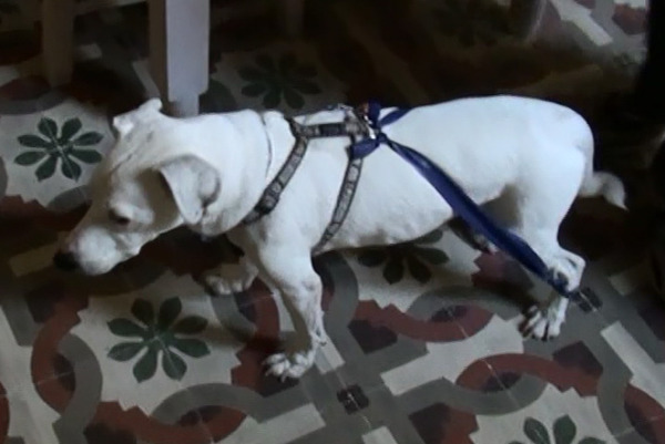 canine degenerative myelopathy