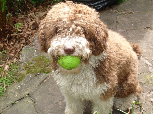To think that a labracockapoodle is a mongrel