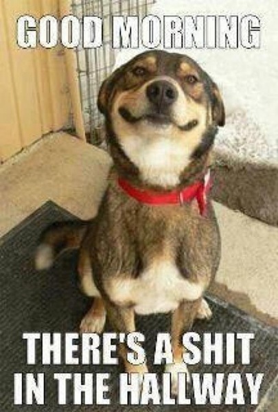 To go back on getting a dog?