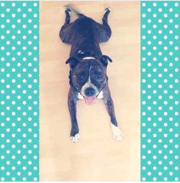 To tell my sister if she buys a Staffie I won't bring DS around to hers?