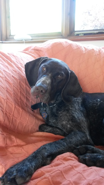 Looking for big, friendly, 'nice' dog!