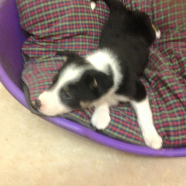 new puppy