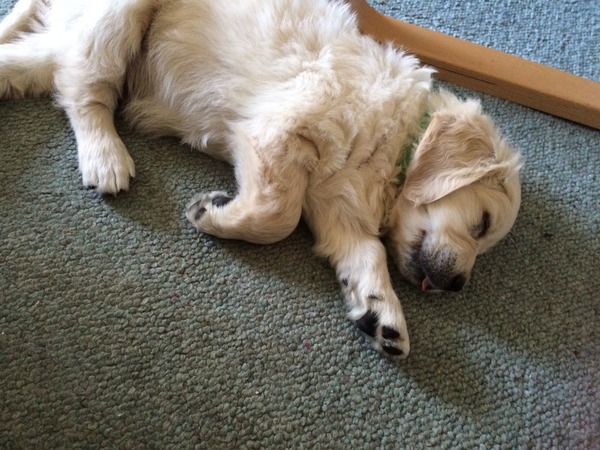 Looking for big, friendly, 'nice' dog!