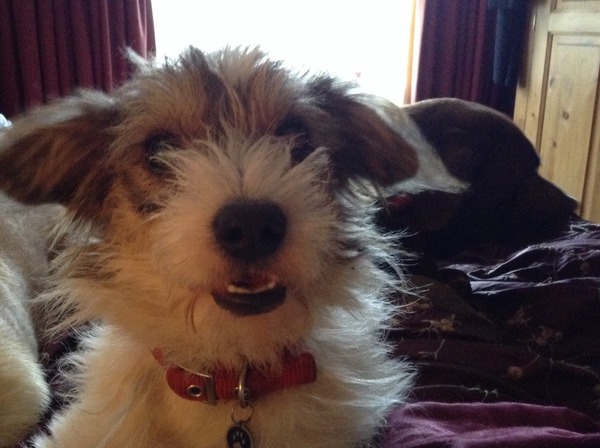 Tips for rescue dog?