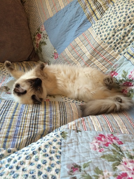 6 months for spaying