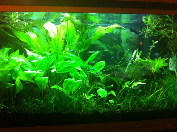 450L Tropical Tank