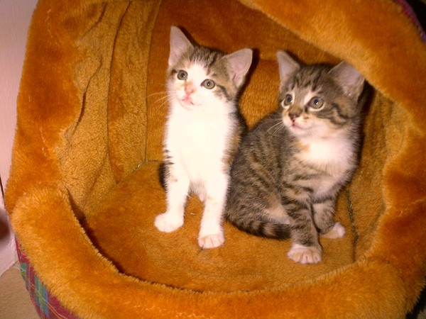 Where to find two tabby kittens (female)??