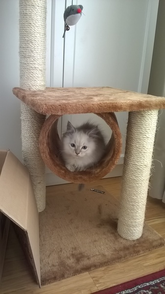 Struggling to bond with a new kitten...