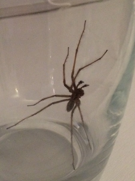 to kill all the spiders?