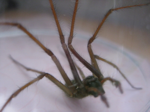 to kill all the spiders?