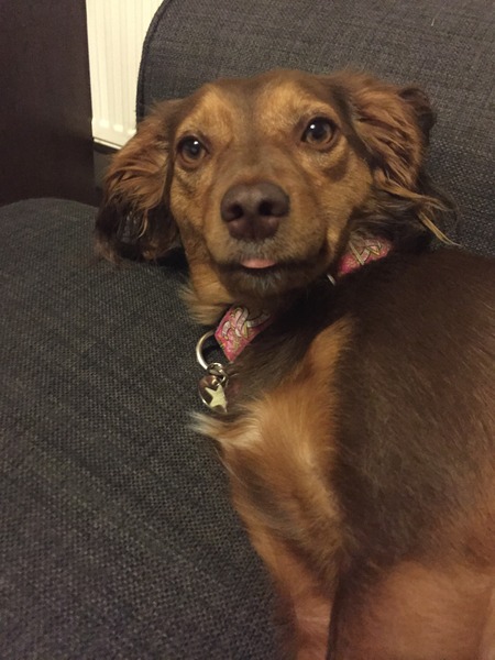 To go back on getting a dog?
