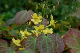 Shady characters - a permanent home for shade garden suggestions!