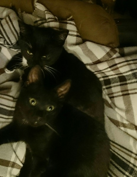 It's three weeks since our third little kitty came home, and we just adore him
