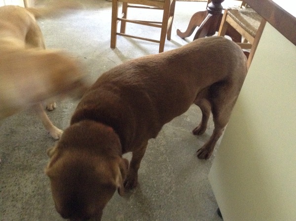 Cruciate damage - any experience?