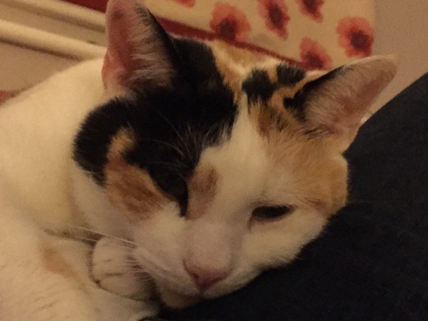 Advice on getting cat into cat carrier
