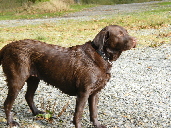 Looking for big, friendly, 'nice' dog!