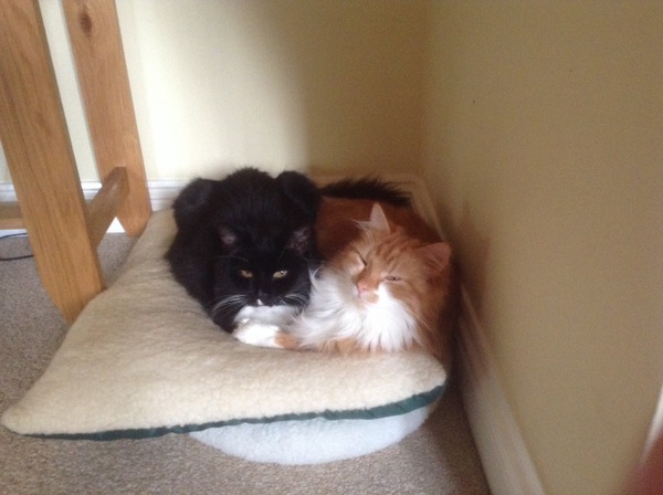 My Poor Cat - Advice Very Gratefully Received!