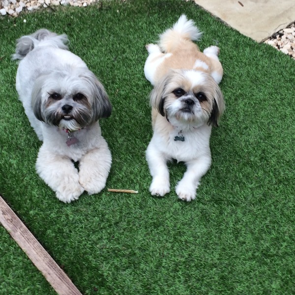 what breed would you recommend for first time dog owners?